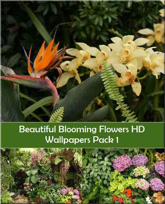 Beautiful Blooming Flowers HD Wallpapers Pack 1