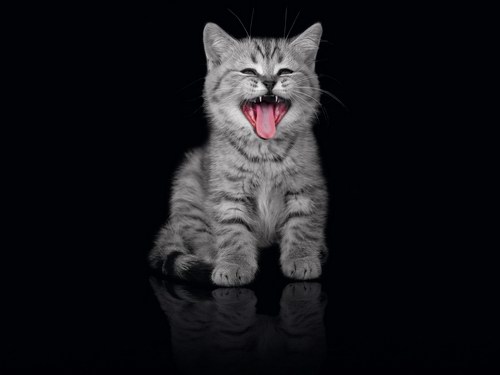 Funny Cats