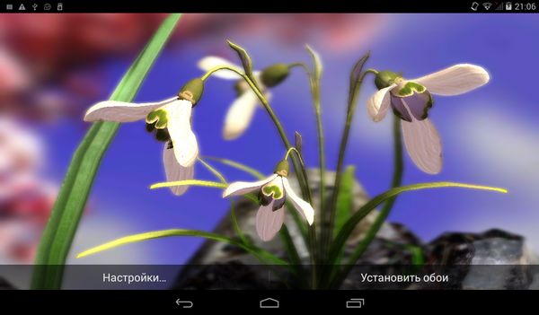 Nature Live: Spring Flowers XL