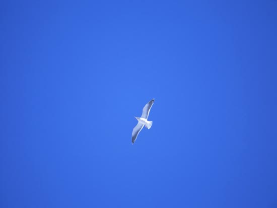 Amazing Birds Wallpapers