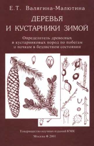 Деревья и кустарники зимой