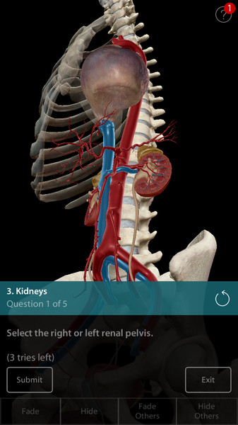 Human Anatomy Atlas7