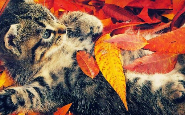 Best Mixed Wallpapers Pack #443-444